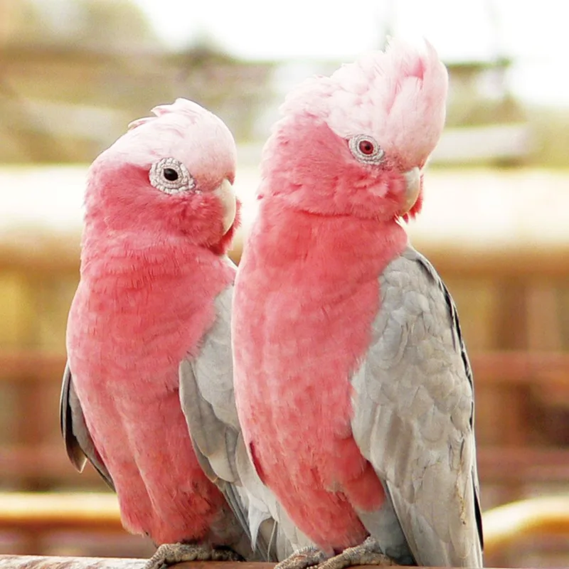 Gingerain одежда с птицами попугай подгузник зеленый пуленепробиваемый жилет ручной изготовленный на заказ птица подгузник зеленый пуленепробиваемый жилет - Цвет: Pink Cockatoo