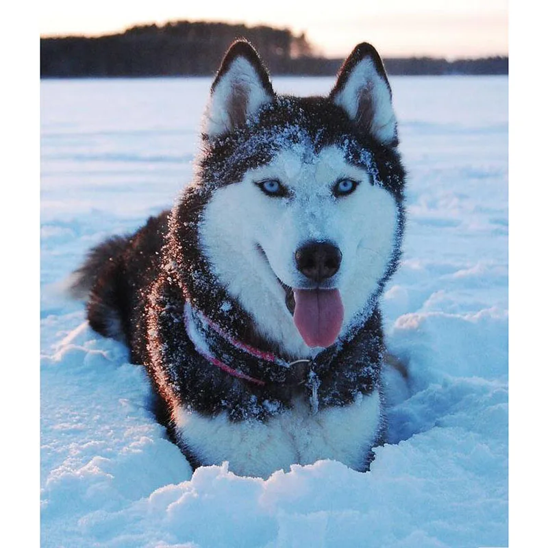 

5D DIY Diamond Painting round drill Snow Husky Ice Crystal Cross Stitch Full Square Mosaic Embroidery Home Decor Craft v2007