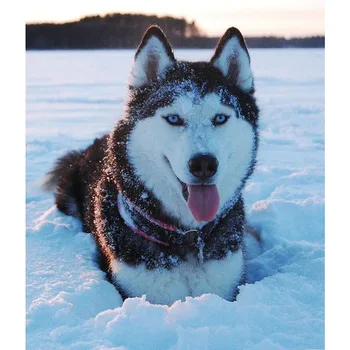 

5D DIY Diamond Painting round drill Snow Husky Ice Crystal Cross Stitch Full Square Mosaic Embroidery Home Decor Craft v2007