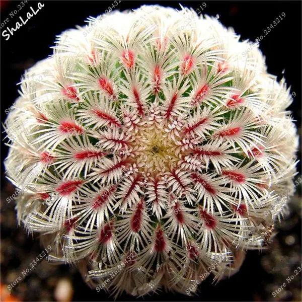 C184A352858121011A016B57E6E94BE8