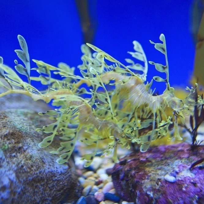 Leafy seadragon (phycodurus eques) at the monterey bay aquarium;Monterey california united states of america (19 x 12)