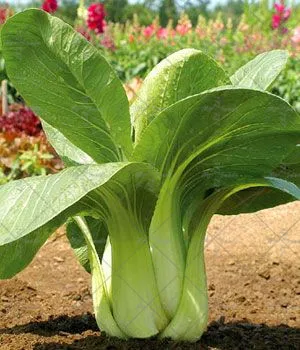 

200Pcs/Bag Rapeseed Plant Rare Red Cabbage Bonsai Plant Organic Vegetable Plant Home Garden Planting Nutrition Vegetables