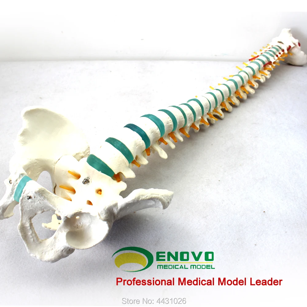 ENOVO Human spine model vertebral lumbar spine thoracic orthopedic orthopaedic orthopedic orthopedic model.