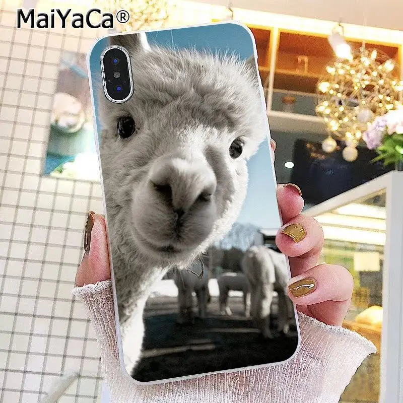Lama Llama Alpacas Animal