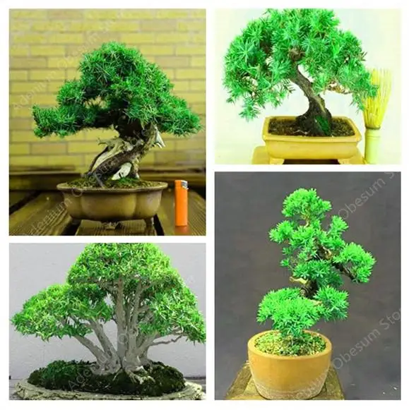

2019 hot Japanese Juniper Bonsai 100% Real Bonsai Family Garden Planting Easy Length 50 Pcs / Bag Free Shipping Purified Air