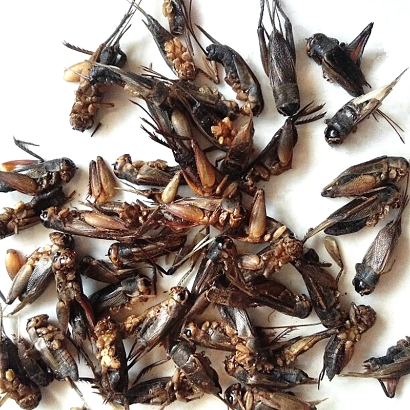 Wild Dry Crickets, 250g/500g/bag, Dry Crickets, Good Quality, Free Delivery - Цвет: 250g