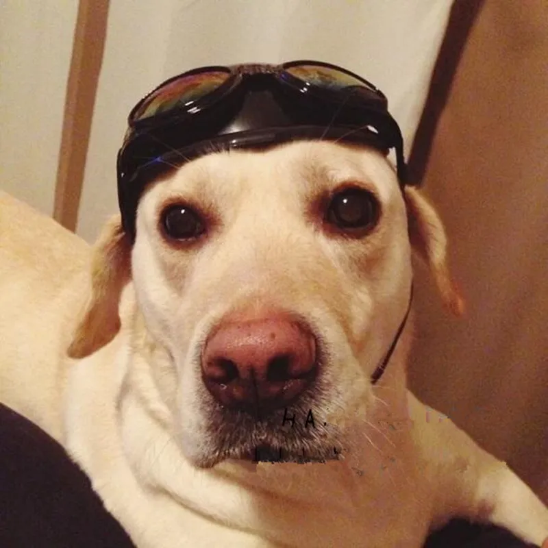 Cute-Dog-Hat-Helmet-Aviator-Sunglasses-For-Pet-Cat-Costume-Puppy-Sport-ABS-Plastic-Toy-Helmet(1)
