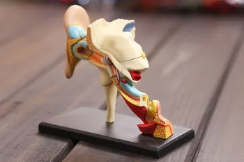 

assembled Human Anatomy dimensional model 4D Ear structure anatomical model ear model free shipping