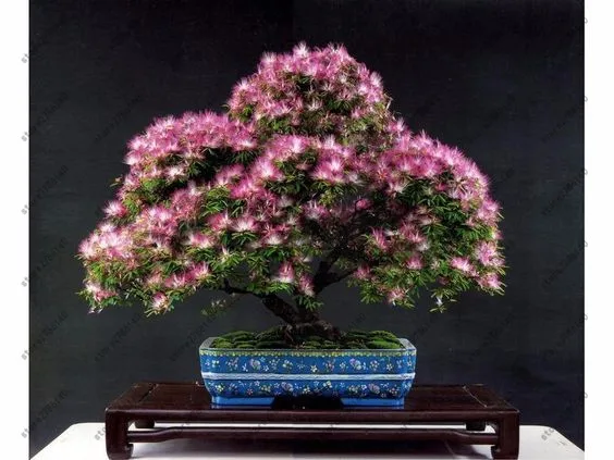 20 pcs Albizia (Acacia) Julibrissin Tree (mimosa/persian Silk Tree) Mini Potted Bonsai Flower ,diy Home Miniature Garden plant