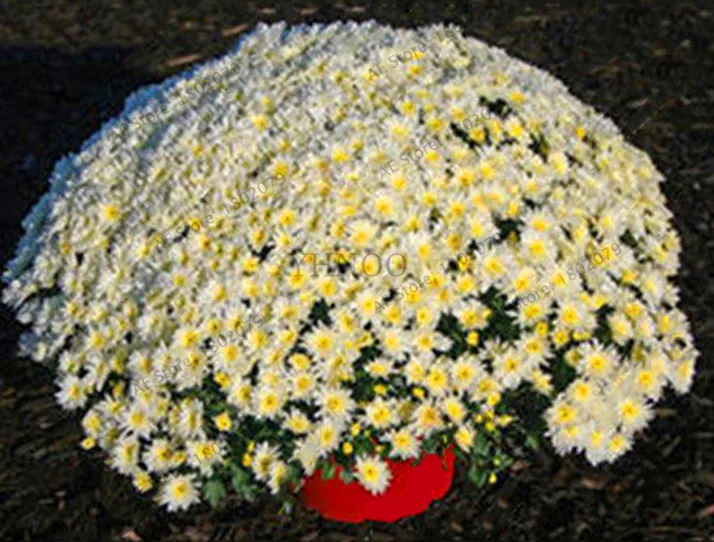 100pcs Mix Rainbow Daisy Chrysanthemum Flower Beautiful Bonsai Plants For Home G