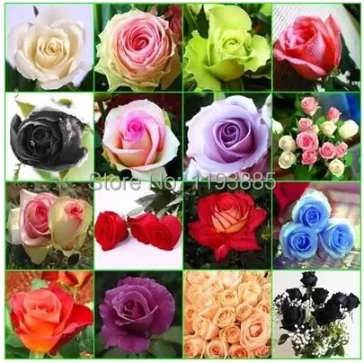 расцветки роз. роза блэк черри. роза блэк мэджик. разные цветочки. разноцветные розы.