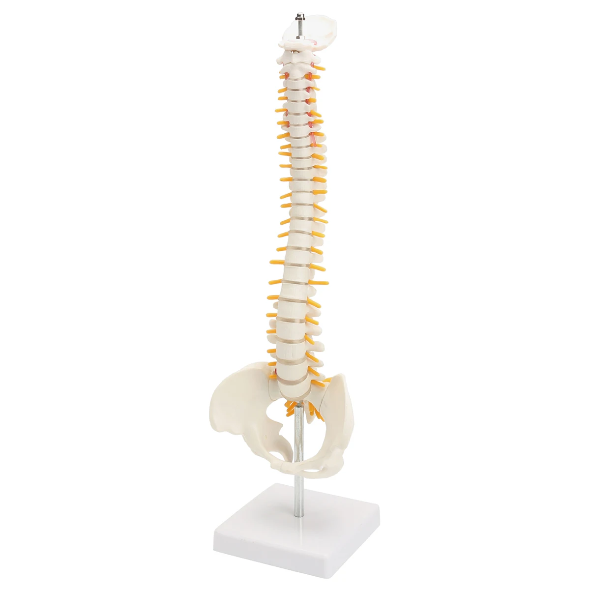 

45cm PVC Spine Bone Model With Pelvis Femur Heads 1/2 Life Lab Equipment Teaching Resources Medical Science Educational Supplies