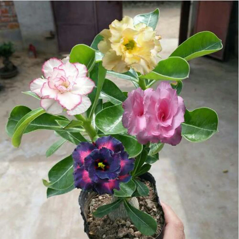 

Rare Double Color Mixing Desert Rose balcony petals flower Potted Home Garden Flowers Bonsai Plants Adenium Obesum 1 PCS
