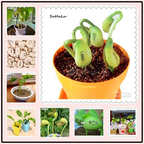 

Promotion! 5pcs Magic beans Magic growth patterns and words of perennial Indoor flowers climbing potted plants New Year's gift