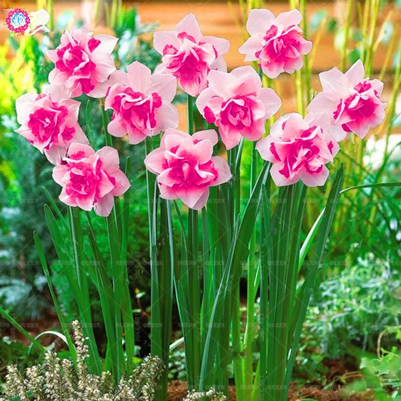 

100pcs Mixed Daffodil Flower (NOT Daffodil Bulbs) Bonsai Flower Aquatic Plants Double Petals Narcissus Garden Plant