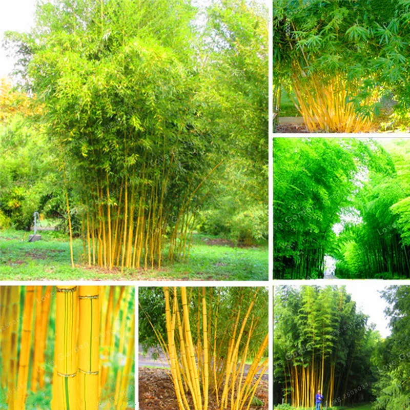 

50 Pcs Bamboo Bonsai Phyllostachys Aureosulcata Home Garden Plant Bonsai Garden Tree Home Garden Plant Fresh green Bamboo