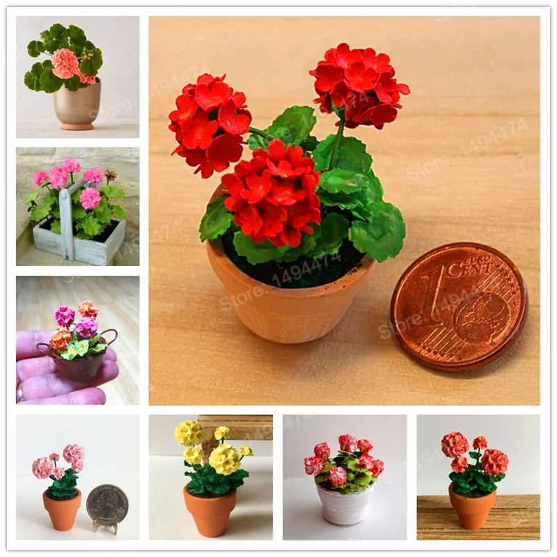 

100pcs mixed color mini Geraniums garden Pelargonium Peltatum Flowers potted geranium plant mini bonsai flower flores