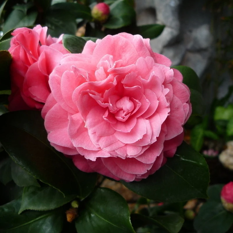 Common Garden Flowers Pink exellent common garden flowers pink petunia throughout inspiration Common Garden Flowers Pink exellent common garden flowers pink petunia throughout inspiration