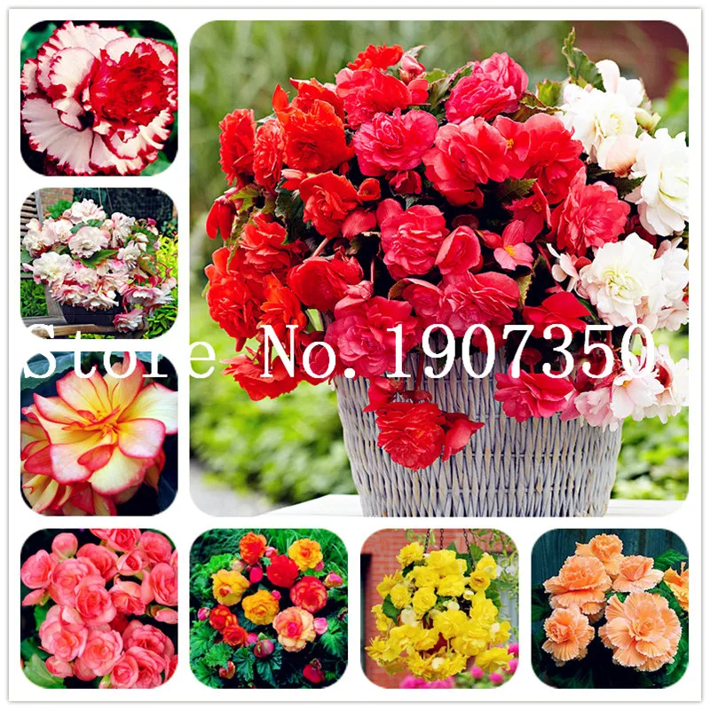 

Free Shipping Cheap Begonia Flower Promotion 50pcs Rare Fower Bonsai For Garden Home Jardin Flores Indoor Plants Chinese Bonsai
