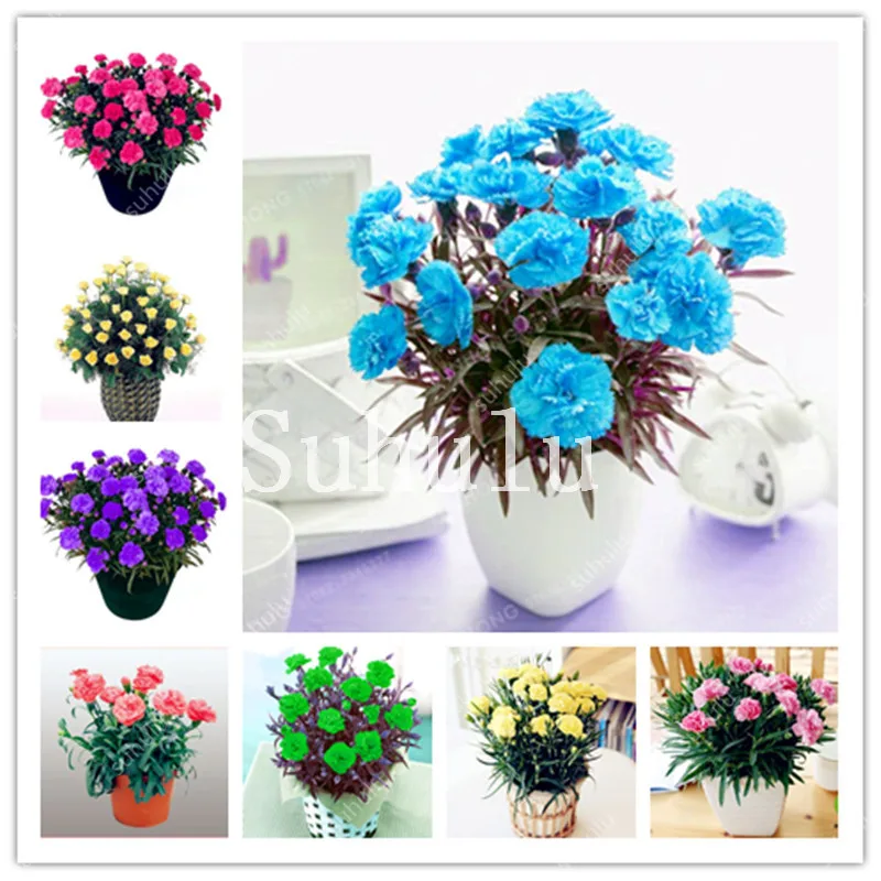 New Arrival! Rare Mini Carnations Bonsai Flowers Dianthus Caryophyllus Flowers Bonsai For Home Garden Plant Mom Gift 100 Pcs New Arrival! Rare Mini Carnations Bonsai Flowers Dianthus Caryophyllus Flowers Bonsai For Home Garden Plant Mom Gift 100 Pcs