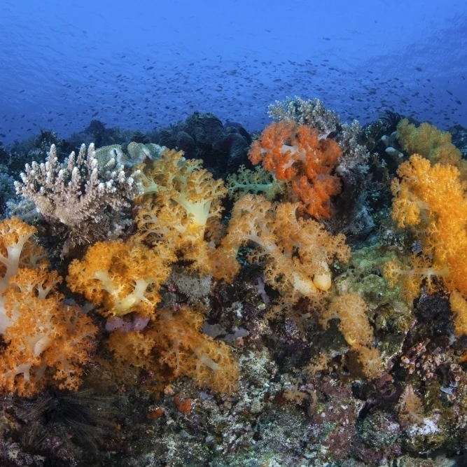 Beautiful soft coral colonies on a coral reef in Indonesia Poster Print (34 x 22)