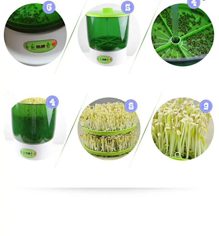 mung bean sprouts