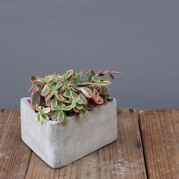 

Triangular Concrete Pot Mold Creative Home Garden Decoration Mini Plants Cactus Planter Silicone Mould for Cement Clay Vase