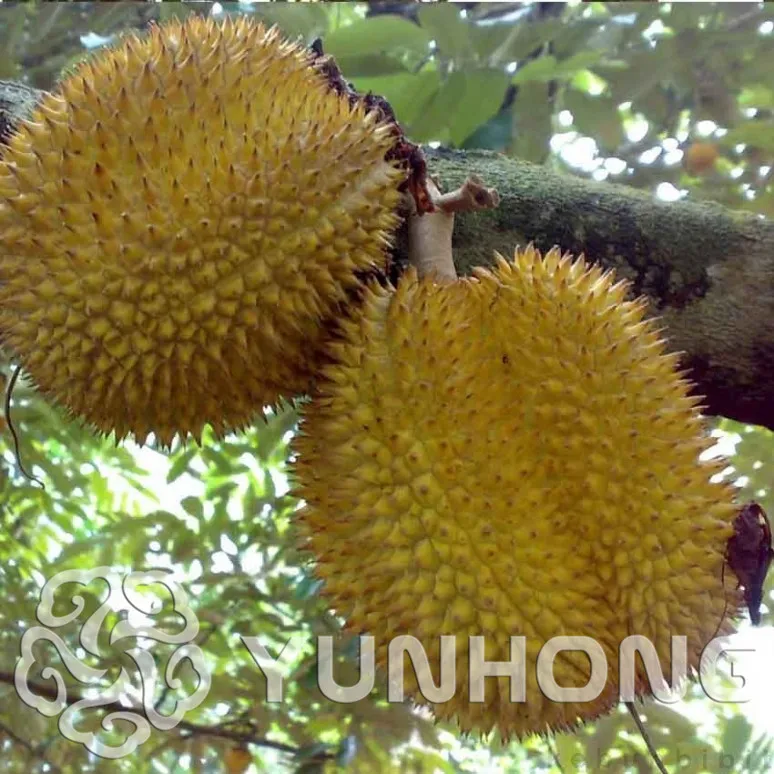 Купить Дуриан С Доставкой По России Недорого