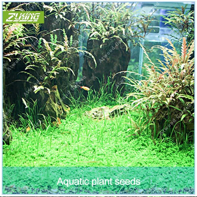 

ZLKING 500 pcs Aquarium Grass Water Grasses Random Aquatic Plant Grass Bonsai Indoor Beautifying Plant