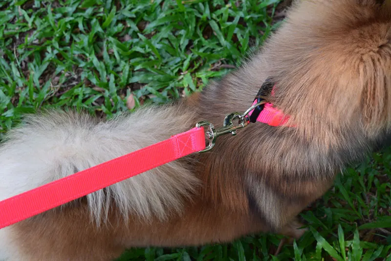 10 dog leash flexi 