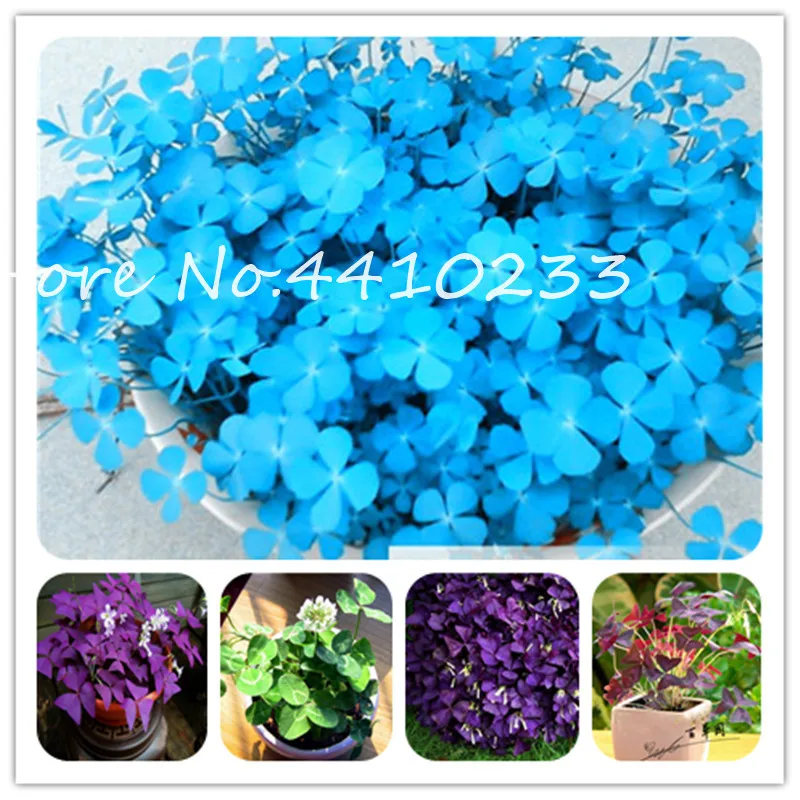 

100 Pcs Four Leaf Lover Clover Flower Bonsai Indoor Grass Easy Plant Four-Leaf Lover Bonsai Office Desk Beautifying Blooming Pla