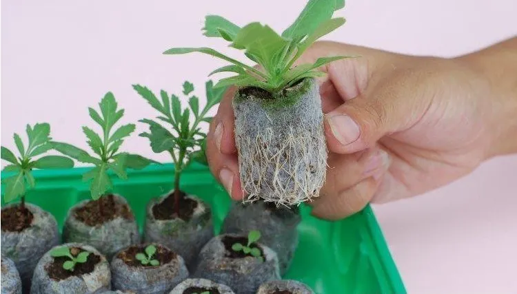 Peat Pellets bonsai Starting Plugs bonsai Starter Pallet Soil Block Professional Easy To Use 2 pcs/pack Peat Pellets bonsai Starting Plugs bonsai Starter Pallet Soil Block Professional Easy To Use 2 pcs/pack