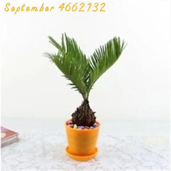 10 Pcs Mini Cycas bonsai, Sago Palm Tree plant,the budding rate 97%,Cycads Tree For Home Garden Big Bonsai