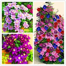 105 шт. клематис Бонсай синий клематис гибриды Висячие Цветы горшки для балкона цветущие растения Sementes De Flores