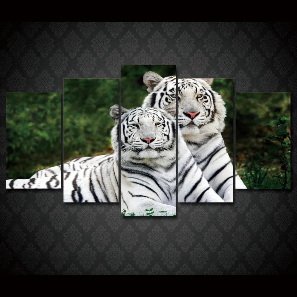 Download 640 Koleksi Gambar Hd Harimau Putih Terbaik HD