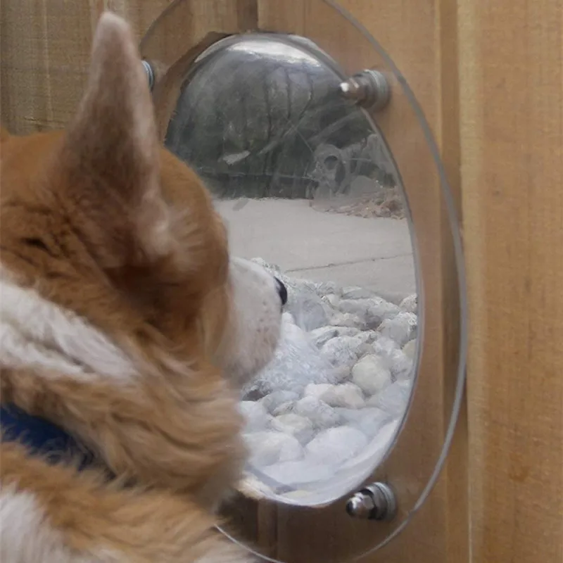 Dog Fence Window (1)