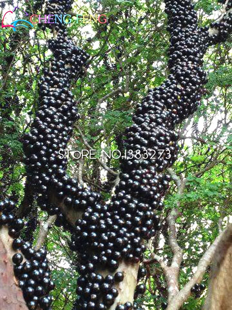 Jabuticaba Plant Seeds 100Pcs Best Seeds Online Free Shipping