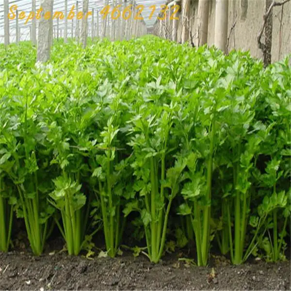 High quality 500 PCS Parsley bonsai Concentrated Flavor And Tender Crisp Celery plant small home garden cultivation High quality 500 PCS Parsley bonsai Concentrated Flavor And Tender Crisp Celery plant small home garden cultivation