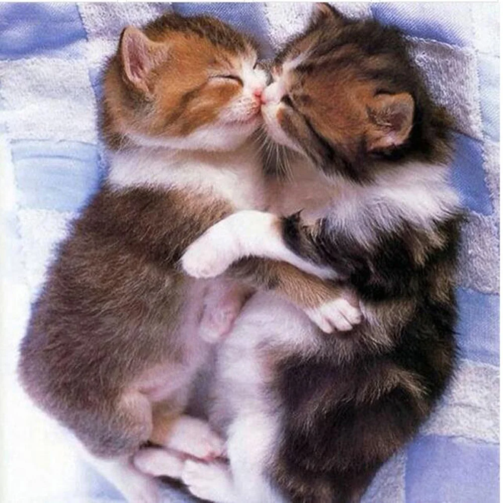 

New DIY Diamond Painting Cross Stitch Two sleeping kittens Full Square Drill Diamond Embroidery Animal Series Home Decor H1620