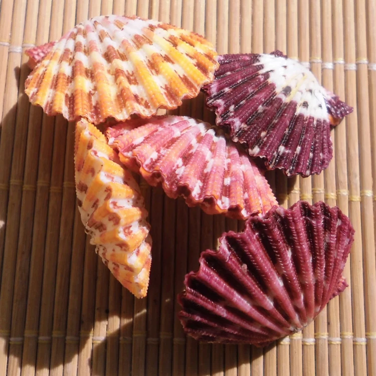 

Natural shell oil painting sea shells lovers gift beach wedding decoration aquarium accessories mediterranean style home decor