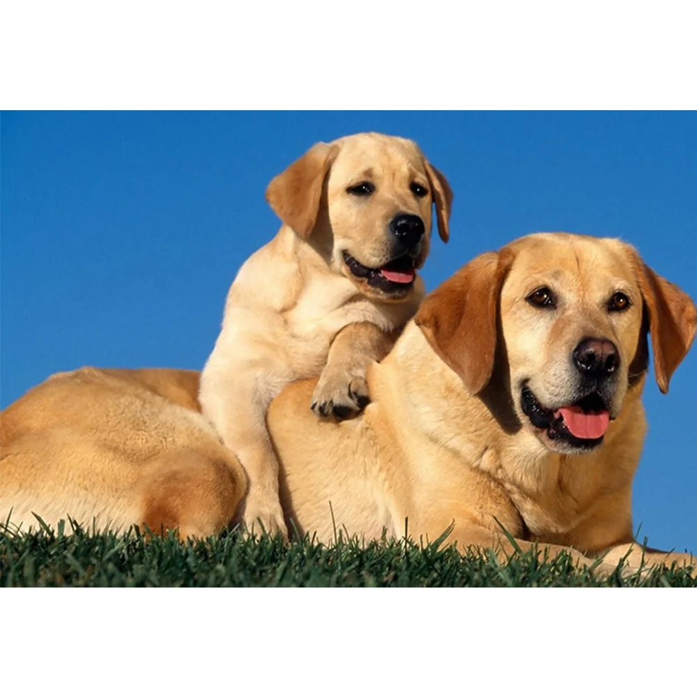 Diamond Embroidery Animal 5d Diy Diamond Painting Cute Dog 3d