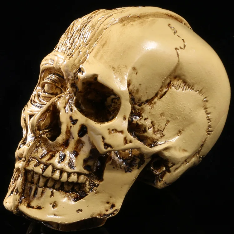 Художественная живопись медицинская модель скелета Science Resources форма для изготовления черепа лица мышцы черепа дома Хэллоуин украшения детские подарки