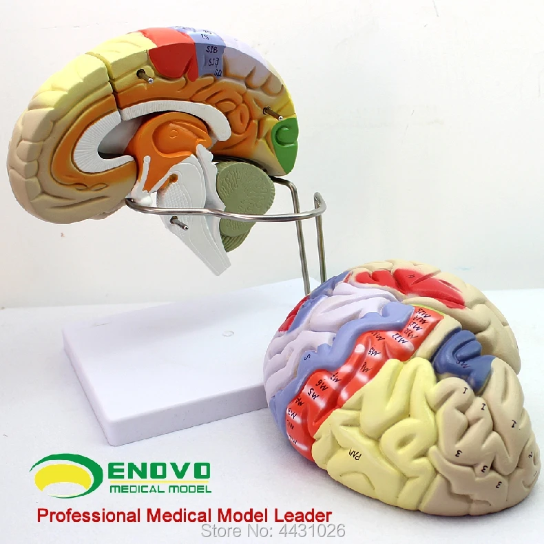 ENOVO Medical human. Модель обучения мозговой коре соматической моторной