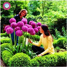 Новое поступление! экзотические семена лука гигантские allium Семена Разноцветные цветы в горшках (белый фиолетовый зеленый) 30 семян/пакет для дома и сада