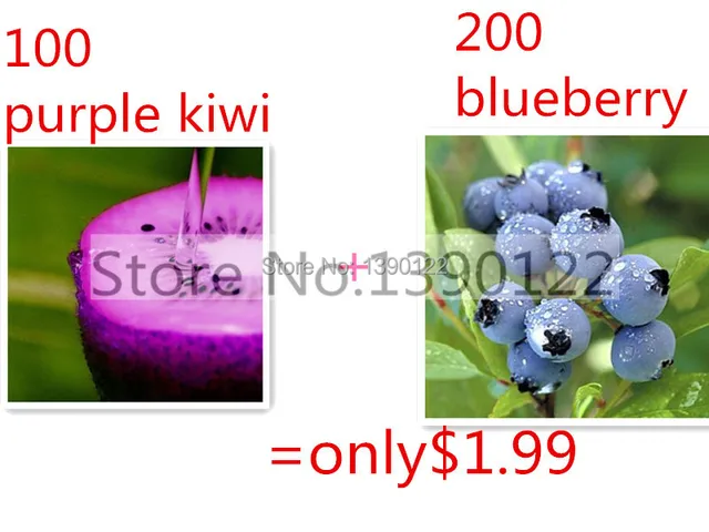 100 purple kiwi fruit seed send 200 blueberry seeds for gift ,fruit seeds for home