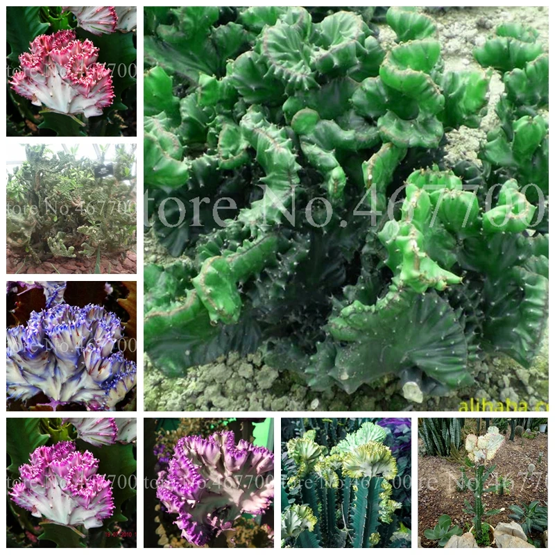 

100 pcs/ bag Perennial Succulent Shape Peculiar & Beautiful With High Easy to Grow Euphorbia Lactea bonsai Plant