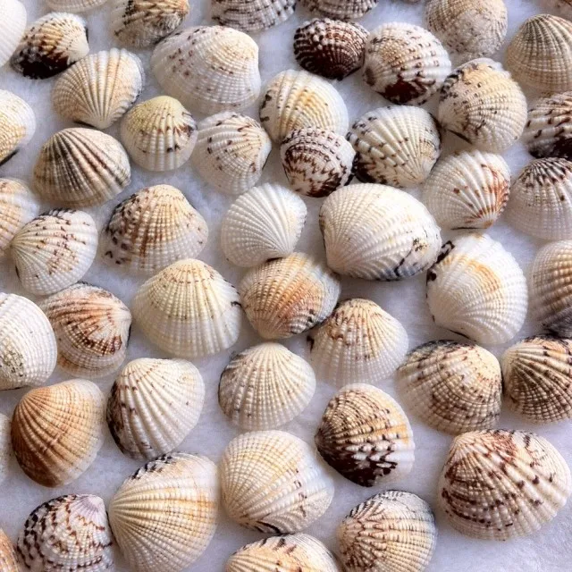 

HappyKiss 50pcs/lot Natural shell conch clam sallei derlook yangtz fish tank aquarium decoration 2-3cm