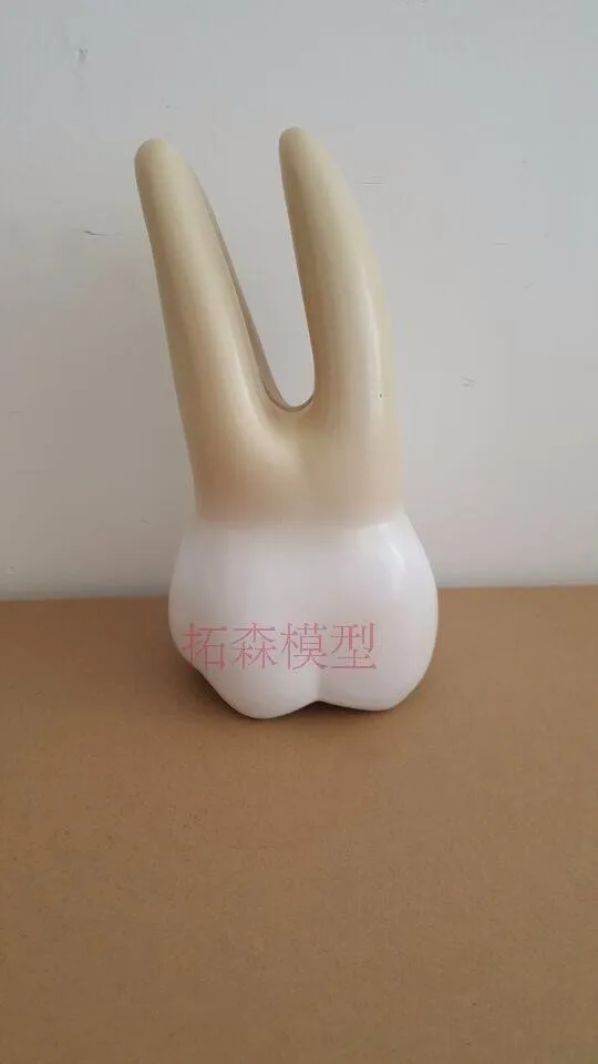 Dentadura Dente Modelo Anatômico Humano Frete Grátis 12x 7 Cheap denture model