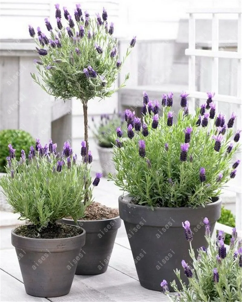 100 Pcs Provence Lavender bonsai Purple Lavandula Vanilla flores Fragrant Organic lavender plantas Plant Flower Home garden