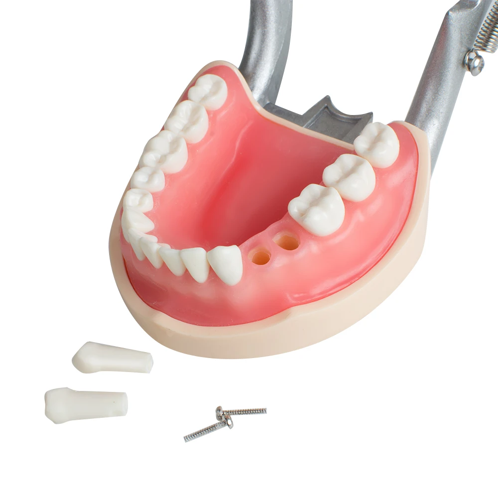 

Teeth Model Dental Universal Plate 200H Type Removable Tooth Model for Dentists Dental Students Demonstration